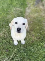 Luna, a female Labrador Retriever for sale in Hardwick, MA – 2 of 3