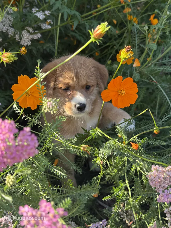 Mira  – Shiba Inu, Miniature Goldendoodle puppy for sale in Hardwick, MA
