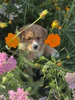 Mira , a female Shiba Inu and Miniature Goldendoodle for sale in Hardwick, MA – 1 of 3