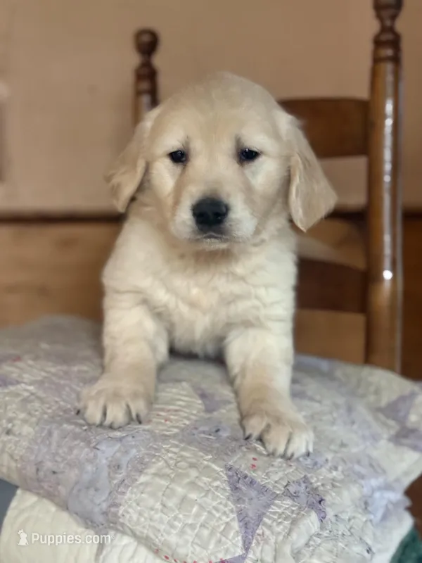 Nova – Golden Retriever puppy for sale in Hardwick, MA