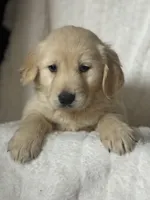 Nova, a female Golden Retriever for sale in Hardwick, MA – Photo 2 of 2