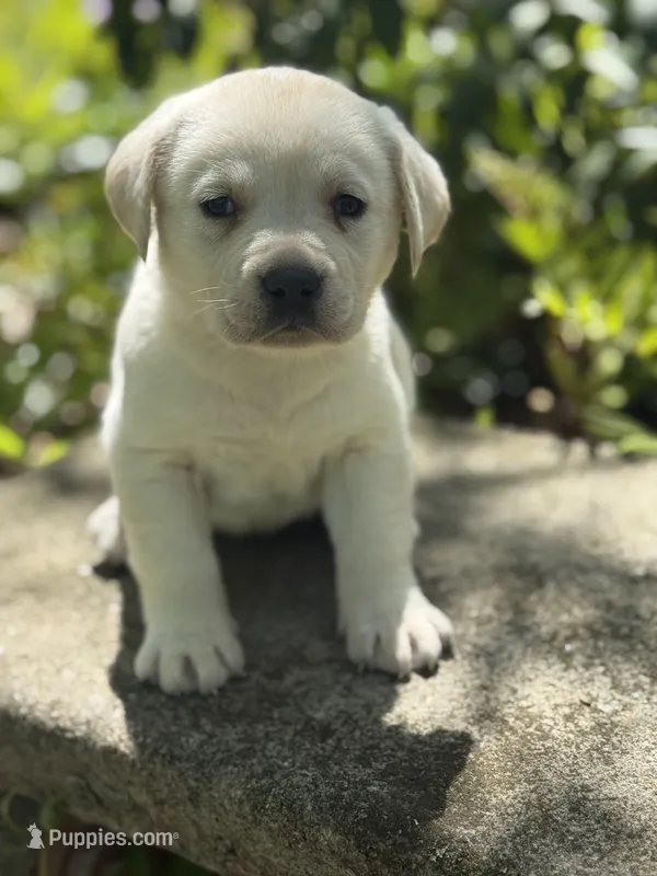 Clover – Labrador Retriever puppy for sale in Hardwick, MA