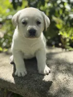 Clover, a female Labrador Retriever for sale in Hardwick, MA – 1 of 2
