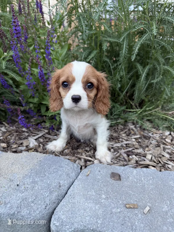 Charles – Cavalier King Charles Spaniel puppy for sale in Hardwick, MA