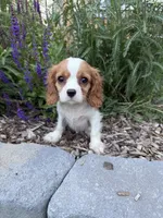 Charles, a male Cavalier King Charles Spaniel for sale in Hardwick, MA – 1 of 1