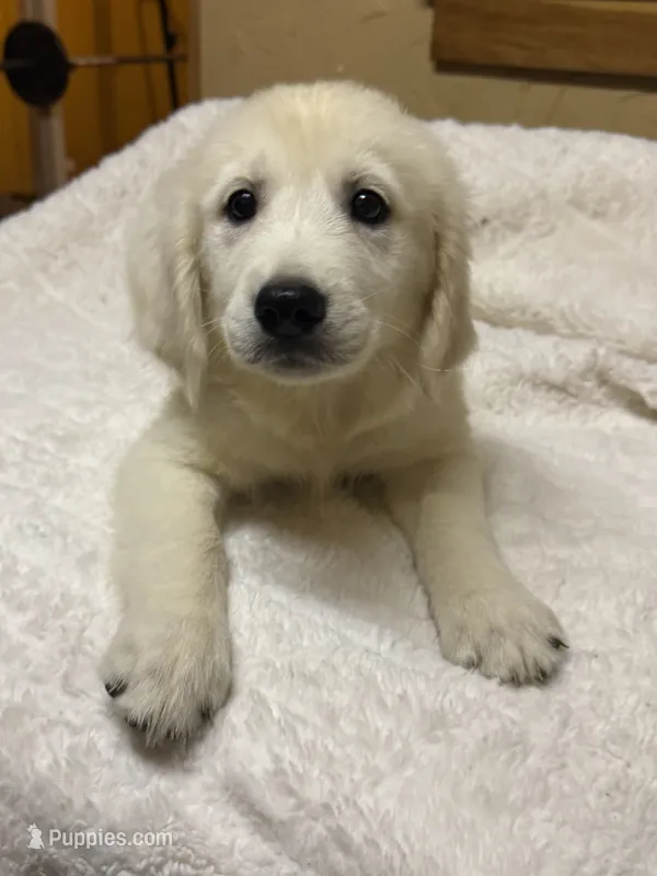 Jolene – Golden Retriever puppy for sale in Hardwick, MA