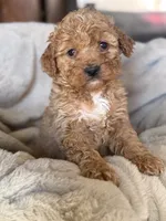 Myla, a female Miniature Goldendoodle for sale in Hardwick, MA – 1 of 2