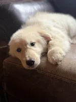 Tairn, a male Golden Retriever for sale in Hardwick, MA – Photo 2 of 2