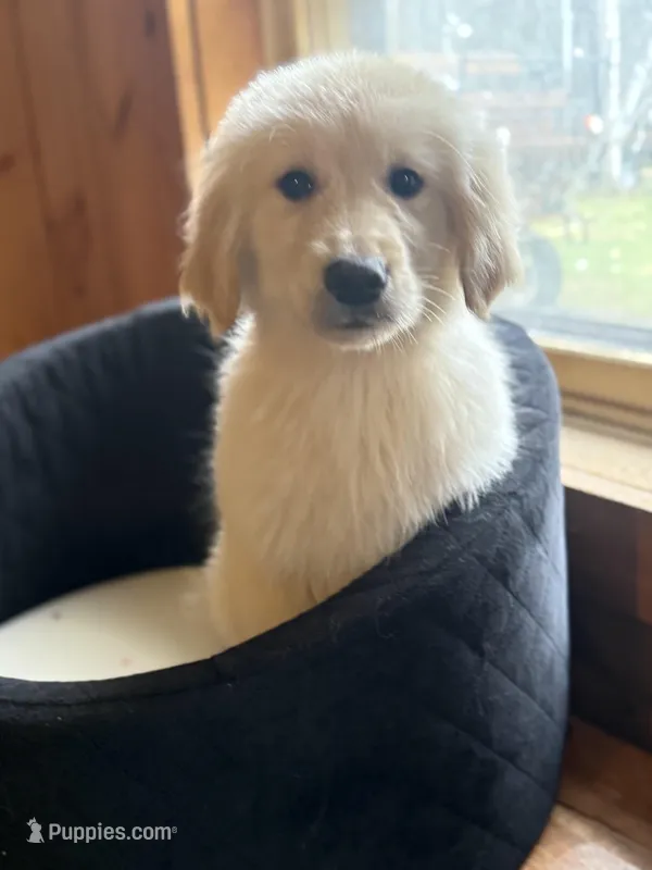 Tairn – Golden Retriever puppy for sale in Hardwick, MA