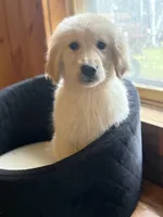 Tairn, a male Golden Retriever for sale in Hardwick, MA – Photo 1 of 2