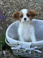 Radar, a male Cavalier King Charles Spaniel for sale in Hardwick, MA – 2 of 2