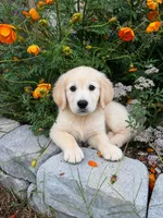 Buck, a male Golden Retriever for sale in Hardwick, MA – 2 of 2