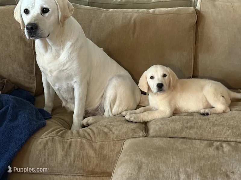 Manny – Labrador Retriever puppy for sale in Hardwick, MA