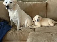 Manny, a male Labrador Retriever for sale in Hardwick, MA – 1 of 1
