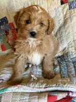 Nelson, a male Miniature Goldendoodle for sale in Hardwick, MA – 1 of 3