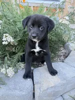 Rumi, a female Shiba Inu and Miniature Goldendoodle for sale in Hardwick, MA – 2 of 3