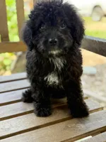 Eden, a male Miniature Goldendoodle for sale in Hardwick, MA – 2 of 3