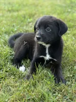 Rumi, a female Shiba Inu and Miniature Goldendoodle for sale in Hardwick, MA – 1 of 3