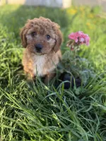 Minnow , a female Miniature Goldendoodle for sale in Hardwick, MA – 2 of 3