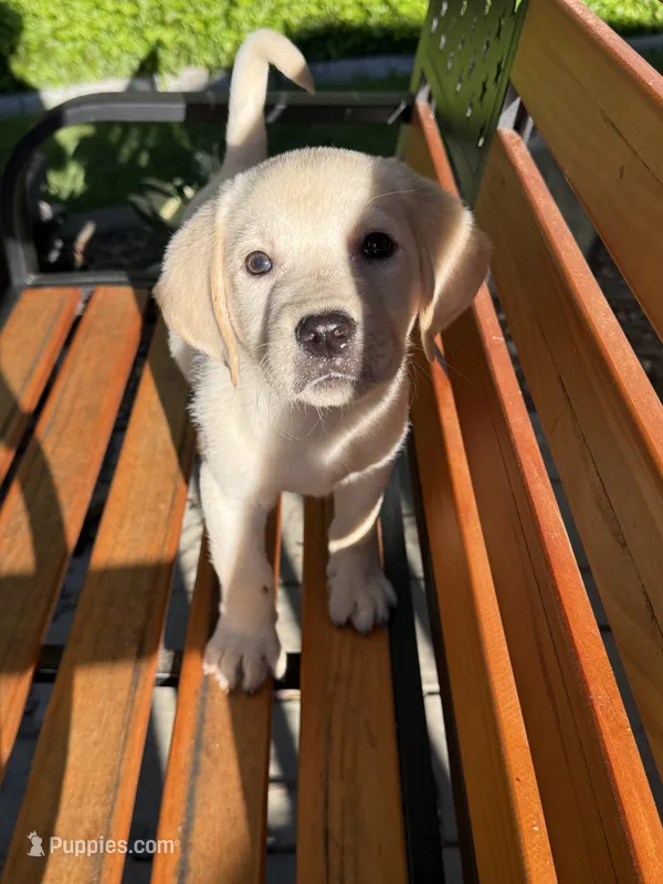 Ethel – Labrador Retriever puppy for sale in Hardwick, MA