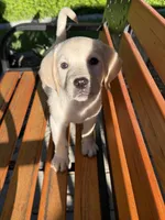 Ethel, a female Labrador Retriever for sale in Hardwick, MA – 1 of 2