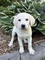 Ethel, a female Labrador Retriever for sale in Hardwick, MA – 2 of 2