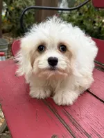 Jocelyn , a female Cavachon for sale in Hardwick, MA – 3 of 3