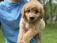 Baloo, a male Miniature Goldendoodle for sale in Hardwick, MA – 2 of 4