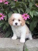 Izzie, a female Cavachon for sale in Hardwick, MA – 3 of 3