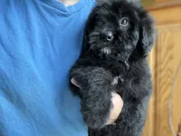 Wesley , a male Miniature Goldendoodle for sale in Hardwick, MA – 2 of 4