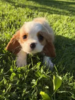 Manny, a male Cavalier King Charles Spaniel for sale in Hardwick, MA – 5 of 5