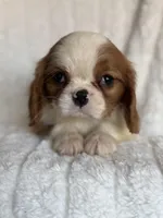 Petal, a female Cavalier King Charles Spaniel for sale in Hardwick, MA – Photo 2 of 3