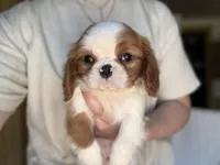 Petal, a female Cavalier King Charles Spaniel for sale in Hardwick, MA – Photo 1 of 3