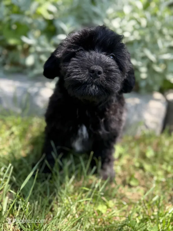 Edith – Miniature Goldendoodle puppy for sale in Hardwick, MA