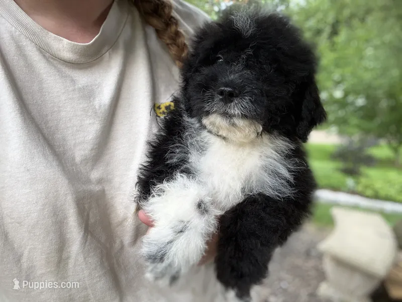 Gibby – Miniature Goldendoodle puppy for sale in Hardwick, MA