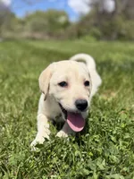 Lillian, a female Labrador Retriever for sale in Hardwick, MA – 3 of 3