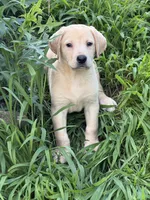 Gouda, a male Labrador Retriever for sale in Hardwick, MA – 2 of 2