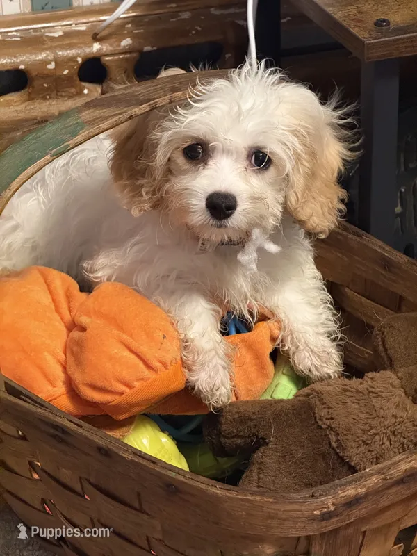 Buddy – Cavachon puppy for sale in Hardwick, MA