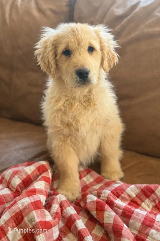 Hannah – Golden Retriever puppy for sale in Hardwick, MA