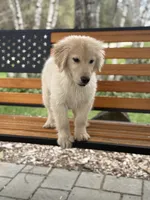 Tairn, a male Golden Retriever for sale in Hardwick, MA – Photo 3 of 4