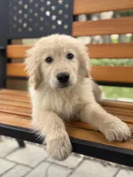 Tairn, a male Golden Retriever for sale in Hardwick, MA – Photo 2 of 4