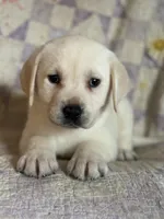 Lainey, a male Labrador Retriever for sale in Hardwick, MA – Photo 1 of 2