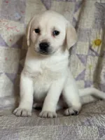 Lainey, a male Labrador Retriever for sale in Hardwick, MA – Photo 2 of 2