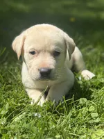Waylon , a male Labrador Retriever for sale in Hardwick, MA – 2 of 2