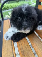 Gibby , a male Miniature Goldendoodle for sale in Hardwick, MA – 4 of 4