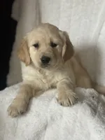 Malcolm, a male Golden Retriever for sale in Hardwick, MA – Photo 3 of 3