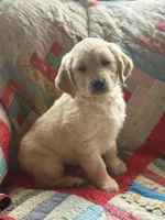 Malcolm, a male Golden Retriever for sale in Hardwick, MA – Photo 2 of 3