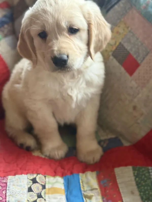 Malcolm, a male Golden Retriever for sale in Hardwick, MA – Photo 1 of 3