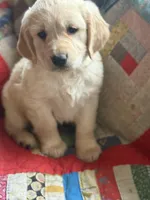 Malcolm, a male Golden Retriever for sale in Hardwick, MA – Photo 1 of 3