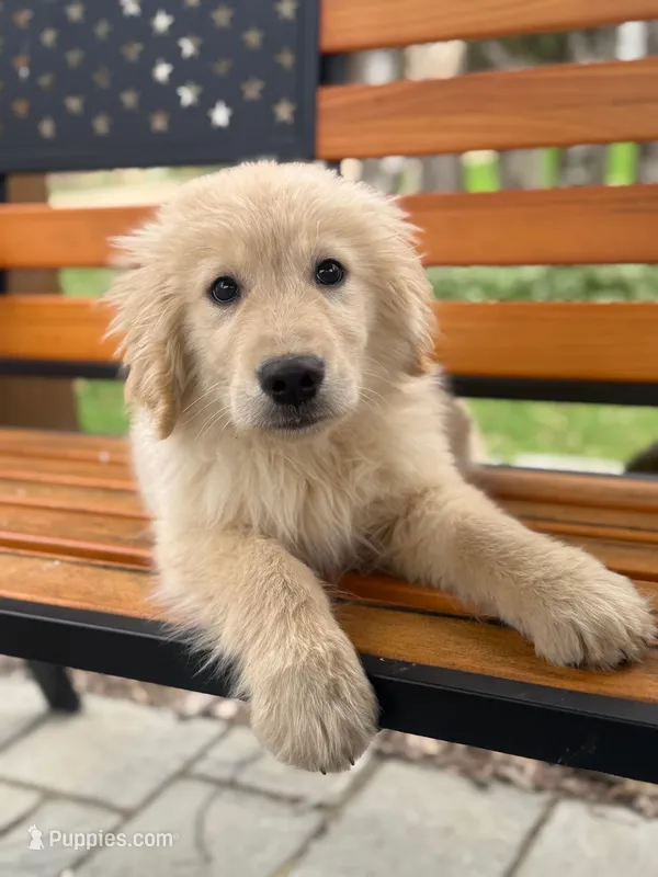 Tairn – Golden Retriever puppy for sale in Hardwick, MA